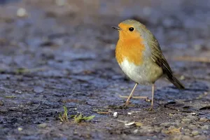 redbreast