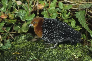Redbreast Rail, Redbreast Rails