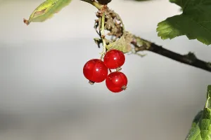 Redcurrant (Ribes rubrum), ripe berries on a bush in a garden
