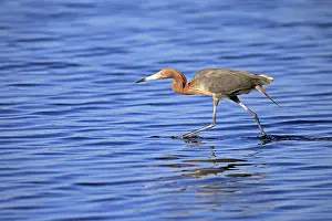 Reddish Egret (Egretta rufescens)