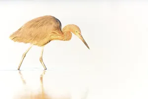 Reddish Egret (Egretta rufescens) foraging