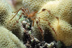 Reddish spider crab (Achaeus spinosus)