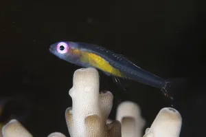 Redeye Hovering Goby (Bryaninops natans) adult