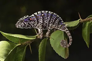 Rediscovered female voeltzkow's chameleon (Furcifer voeltzkowi)
