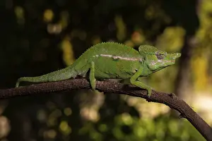 Rediscovered male voeltzkow's chameleon (Furcifer voeltzkowi)