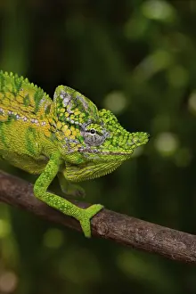 Rediscovered male voeltzkow's chameleon (Furcifer voeltzkowi)