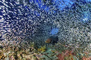 Redmouth Grouper (Aethaloperca rogaa) with Pempherid (Pempheridae) Chrisoula K