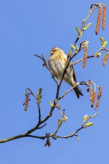 Redpoll (Acanthis flammea) perched in a tree