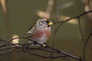 Redpoll, Carduelis flammea, syn