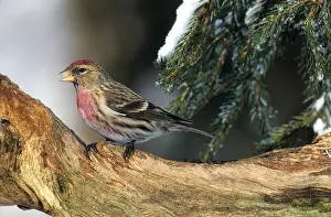 Redpoll (Carduelis flammea) in Winter