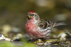 Redpoll - male drinking (Carduelis flammea)