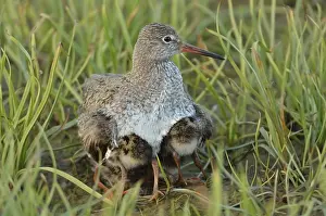 Redshank (Tringa totanuns) gathering its chicks protectively under its plumage