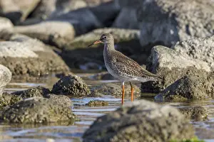 Redshank (Tringa totanus)