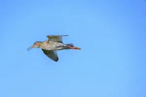 Redshank (Tringa totanus) in flight