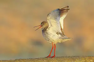 Redshank, (Tringa totanus), mating on a pasture fence