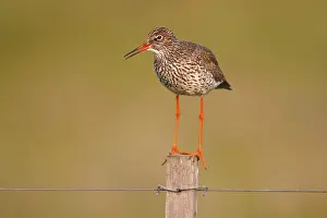 Redshank (Tringa totanus) perched on a fence post