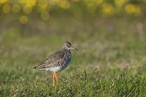 Redshank (Tringa totanus), Rauoinupur
