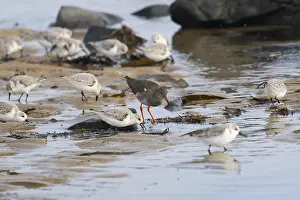 Redshank (Tringa totanus), and Sanderlings (Calidris alba)