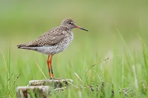 Redshank (Tringa totanus), Schleswig-Holstein