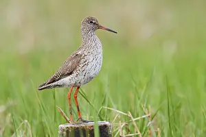 Redshank (Tringa totanus), Schleswig-Holstein