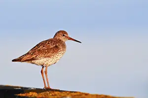 Redshank (Tringa totanus), Schleswig-Holstein