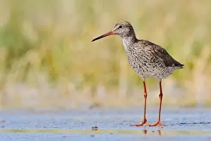 Redshank (Tringa totanus), Schleswig-Holstein