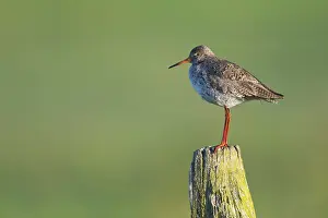 Redshank (Tringa totanus) sitting on stake