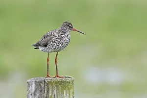 Redshank (Tringa totanus) standing on a pasture fence post