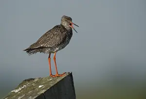 Redshank (Tringa totanus), Texel