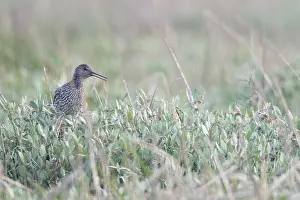 Redshank (Tringa totanus), Tumlader Bucht