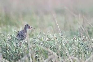 Redshank (Tringa totanus), Tumlader Bucht
