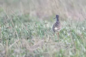 Redshank (Tringa totanus), Tumlader Bucht