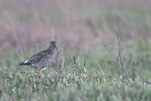 Redshank (Tringa totanus), Tumlader Bucht