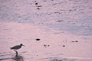 Redshank (Tringa totanus), Tumlauer Bucht