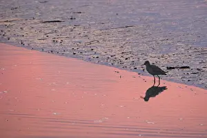 Redshank (Tringa totanus), Tumlauer Bucht