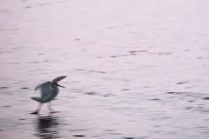 Redshank (Tringa totanus), Tumlauer Bucht
