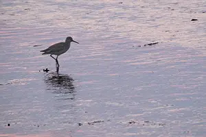 Redshank (Tringa totanus), Tumlauer Bucht