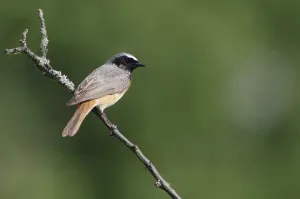 Redstart, Bird of the Year 2011