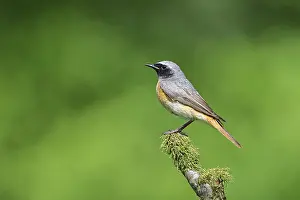 Redstart (Phoenicurus phoenicurus)