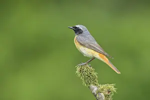 Redstart (Phoenicurus phoenicurus)