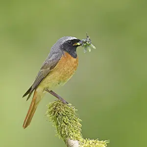 Redstart (Phoenicurus phoenicurus)