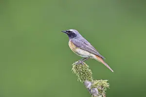 Redstart (Phoenicurus phoenicurus)