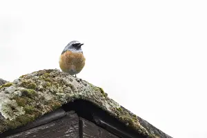 A redstart (Phoenicurus phoenicurus) sits on a moss-covered roof