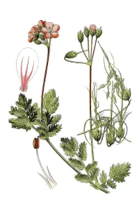 Redstem filaree (Erodium cicutarium)