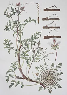 Redstem filaree (Erodium cicutarium)