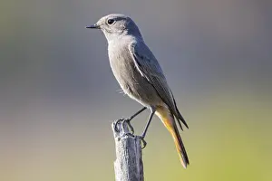 Redtail (Phoenicurus ochruros) Germany
