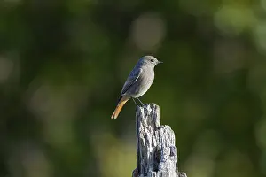 Redtail (Phoenicurus ochruros) Germany