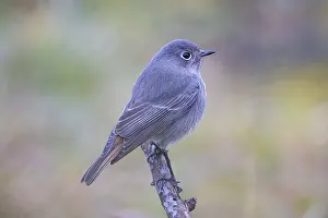 Redtail (Phoenicurus ochruros) Germany