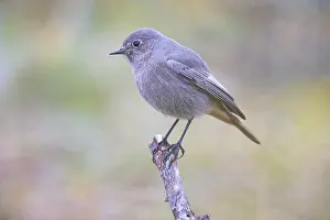 Redtail (Phoenicurus ochruros) Germany