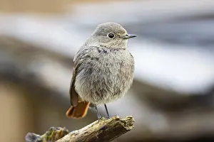 Redtail (Phoenicurus ochruros) Germany